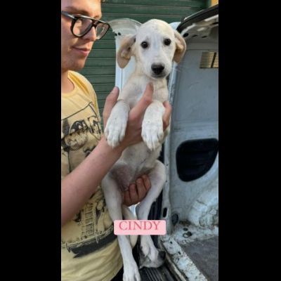 CUCCIOLI IN ADOZIONE - Foto 4