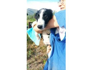 Golia cucciolo mix pastore australiano border collie