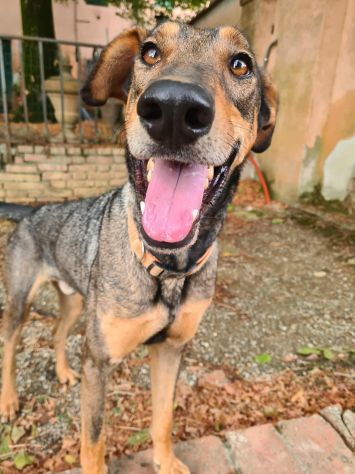 ARTU', magnifico mix DOBERMANN - Foto 9