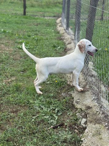 Spottydotty cucciolo dalle super orecchie