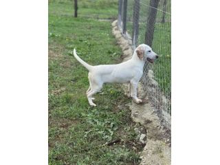 Spottydotty cucciolo dalle super orecchie