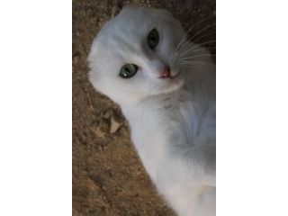 Meringa gattina , adozione del cuore