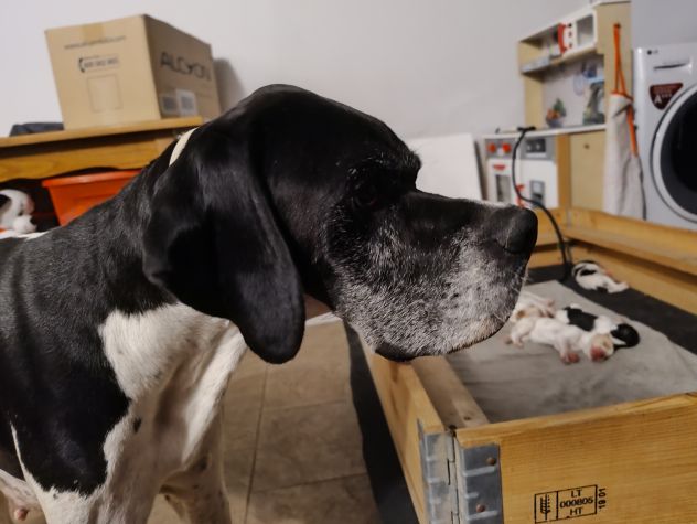 Pointer inglese cuccioli altissima t - Annunci Milano