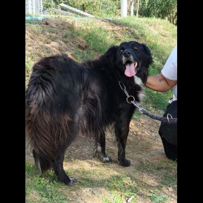 JACK bellissimo e socievolissimo CANE IN ADOZIONE - Foto 5