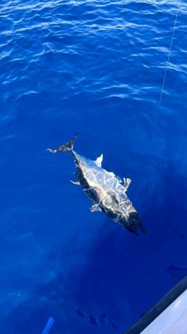 uscite di pesca in barca - charter di pesca liguria