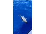 uscite di pesca in barca - charter di pesca liguria