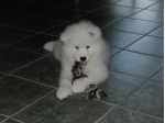 cuccioli di Samoiedo