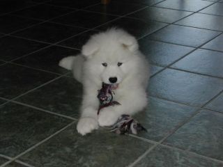 cuccioli di Samoiedo