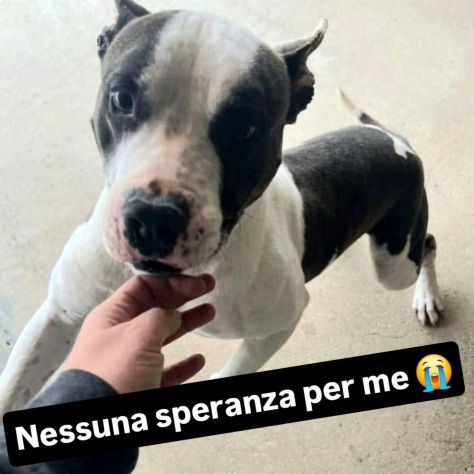 Xiro dimenticato dal mondo intero cane in adozione - Foto 2