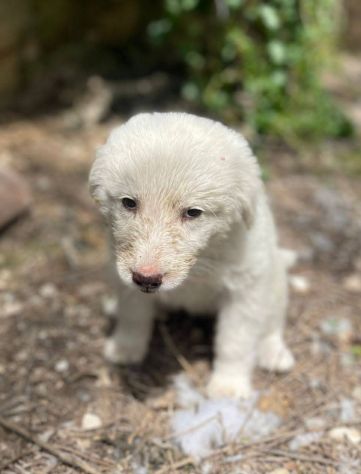 Chiaretta cucciola - Foto 3