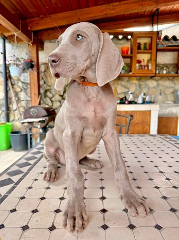 Meravigliosi Cuccioli di Weimaraner con Pedigree ENCI - Foto 4