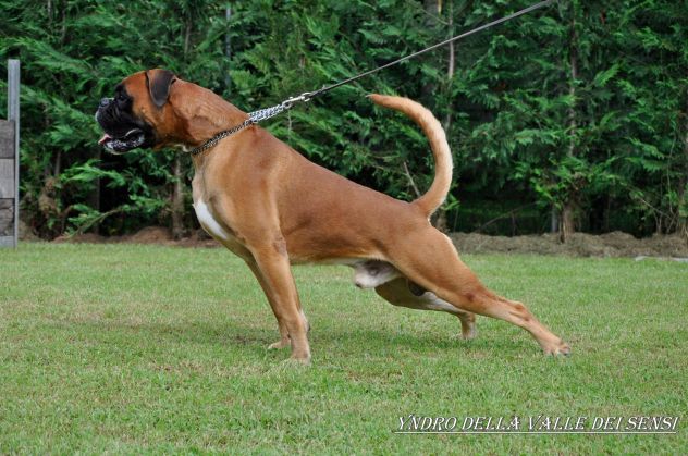 BOXER CUCCIOLI VENDO A REGGIO EMILIA E MODENA- BOXER VENDO A MODENA - Foto 7