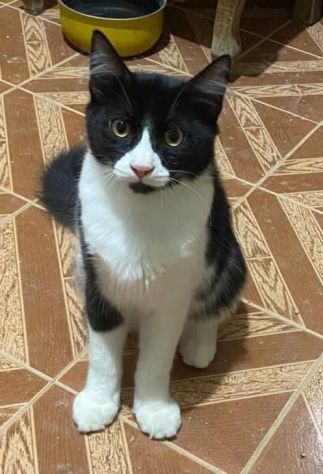 Ciro gattino