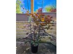 VENDO 3 PIANTE DI ACER PALMATUM ANGUILLARA SABAZIA