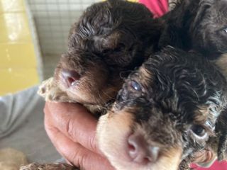 Cuccioli di Lagotto Romagnolo