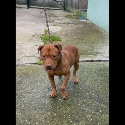 EMMER UNA NUOVA VITA, CANE IN ADOZIONE - Foto 5