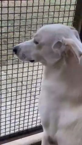 OLAF E OLIMPIA meritano un futuro CANI IN ADOZIONE - Foto 6