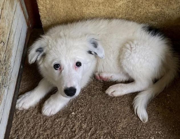 CUCCIOLE 3,5 MESI taglia media - Foto 4