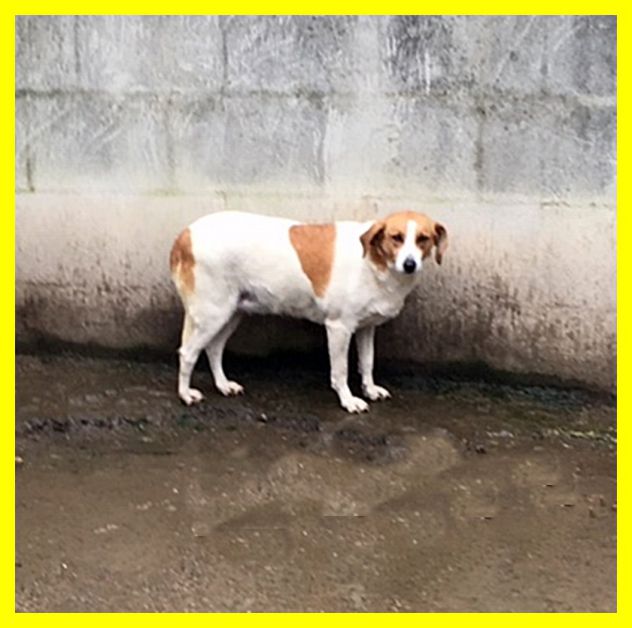 LIVIA, UN PO' SPAVENTATA MA BUONA, DA SEMPRE IN CANILE CERCA CASA - Foto 5