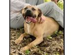OTIS MENDICANTE DI CAREZZE CANE IN ADOZIONE
