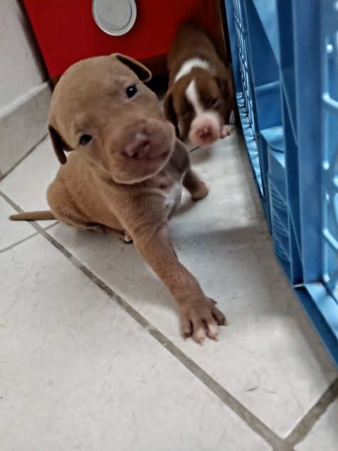 Cuccioli di Pitbull - Foto 5