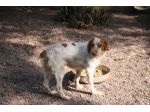 BEA, adorabile breton URGENTE
