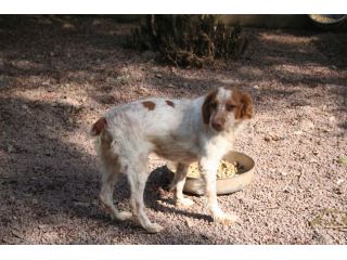 BEA, adorabile breton URGENTE