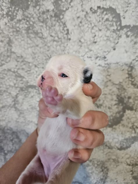 Bulldog francese femmina - Foto 8
