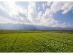 Terreno agricolo in vendita a Marina di Carrara - Carrara 1130 mq  Rif: 1333093