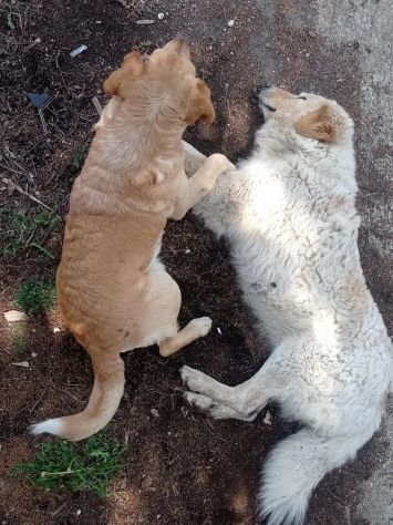 RED E MACNO INSEPARABILI ADOZIONE DI COPPIA - Foto 7