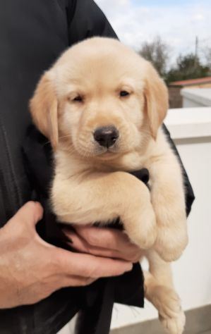 Cuccioli di Labrador con pedigree - Foto 3