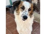 WOLF ADORABILE CANE IN ADOZIONE