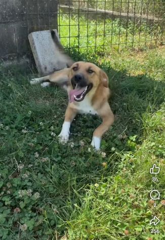 MOCKY CERCA UN AMICO AMOREVOLE CUCCIOLO IN ADOZIONE - Foto 4