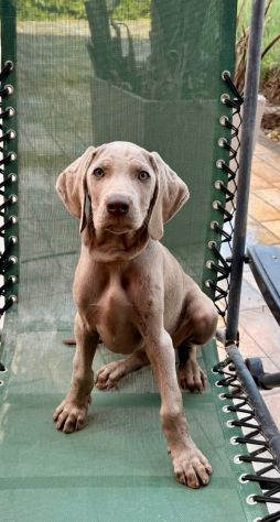 Meravigliosi Cuccioli di Weimaraner con Pedigree ENCI - Foto 2
