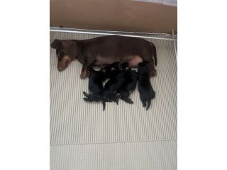Cucciolo bassotto tedesco nano