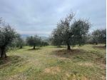 Agricolo in vendita a Magione