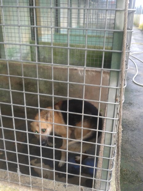 SYMON, dolcissimo cagnolone in cerca di adozione - Foto 2