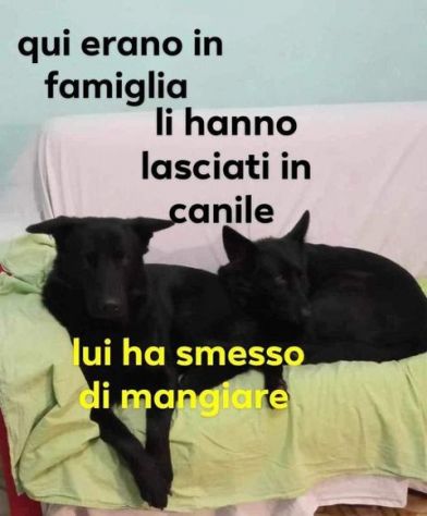 Coppia di past.ted.neri puri...non servono più! SUD