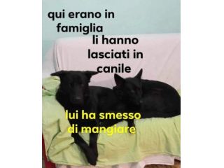 Coppia di past.ted.neri puri...non servono più! SUD