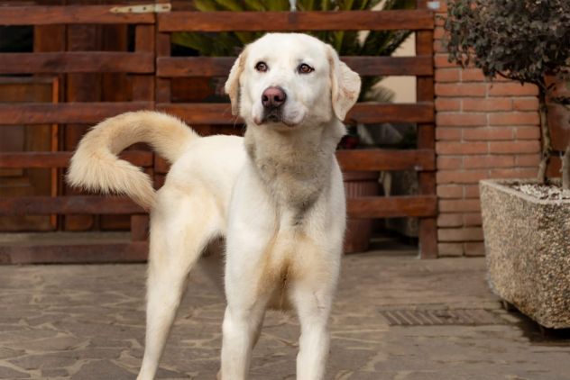 DOPO TRE ANNI DI CASA E FAMIGLIA, PEPE, 4 ANNI E MEZZO, E'SOLO!!!! - Foto 3