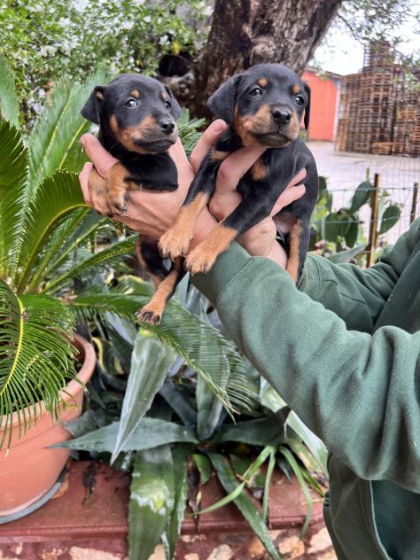 Cuccioli di Pinscher Tedesco - Foto 6