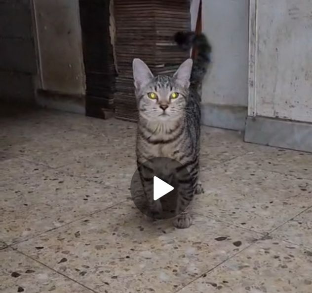 2micini tigrati grigi sui 4mesi,vivono in garage,COSENZA URGENTE - Foto 2