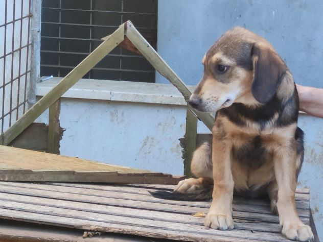 5 cuccioli simil segugi cercano casa urgentemente - Foto 4