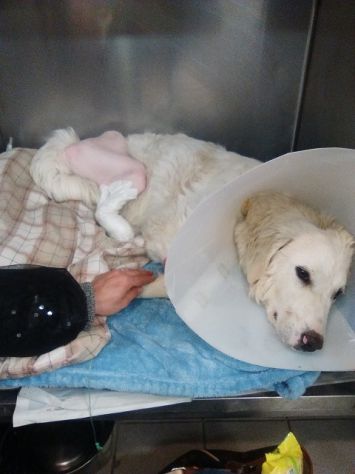 BIANCA, meravigliosa cucciolona di maremmano - Foto 3