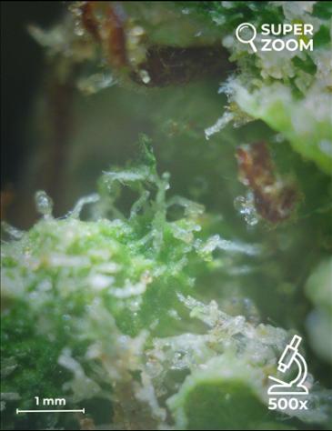 Gorilla Glue - Foto 4