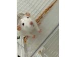 Coppia rattine dumbo
