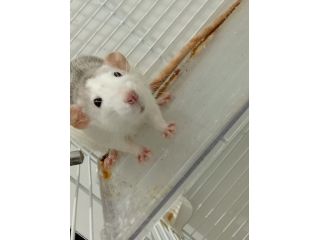 Coppia rattine dumbo
