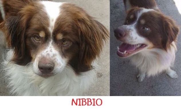 GEMMA, ZORRO, FIOCCO E NIBBIO adorabili cagnolini - Foto 3