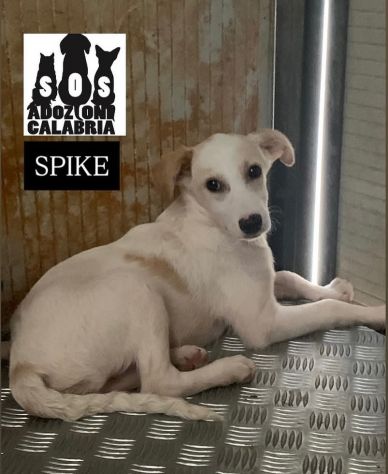 CUCCIOLI IN ADOZIONE
