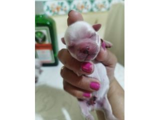 Chihuahua Toy